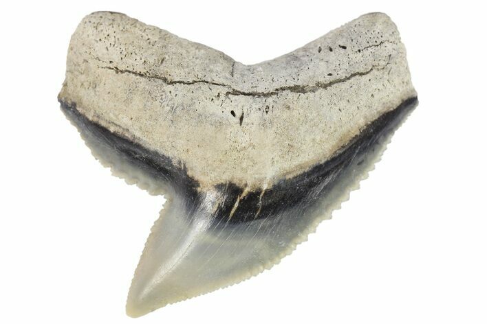 Fossil Tiger Shark (Galeocerdo) Tooth - Aurora, NC #179011